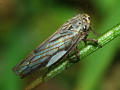 Gray Lawn Leafhopper
